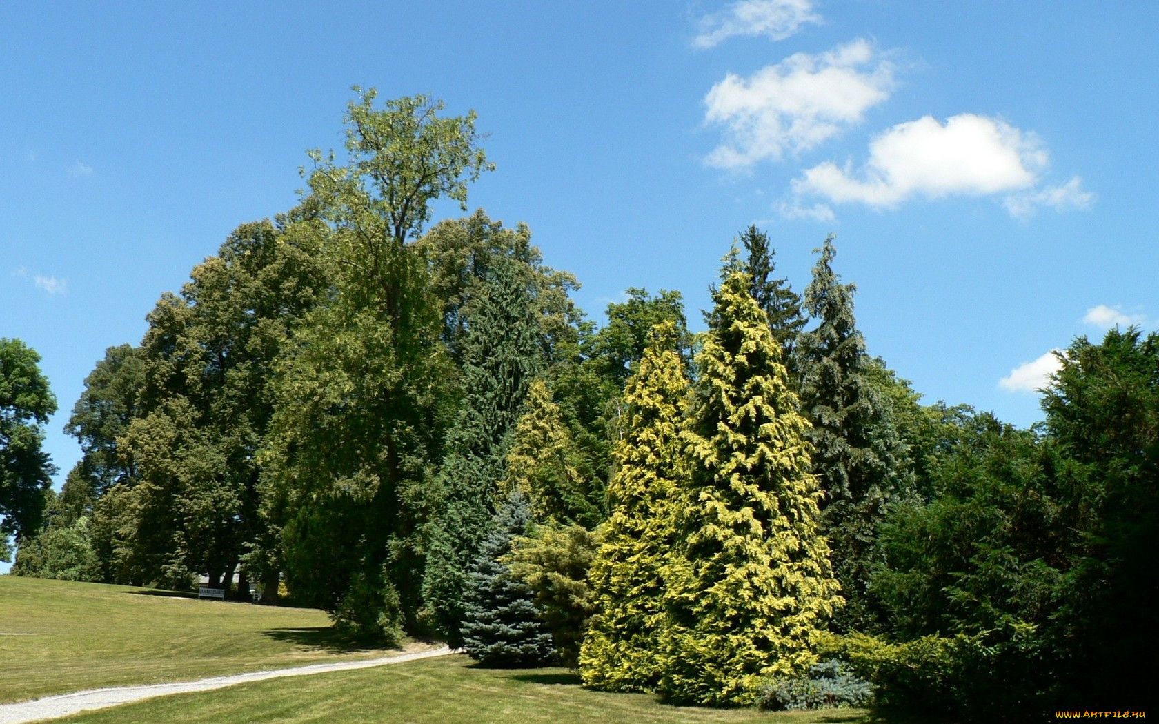 Деревья для парка названия с фото